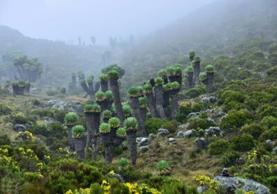 7 Days Trekking Rongai Route