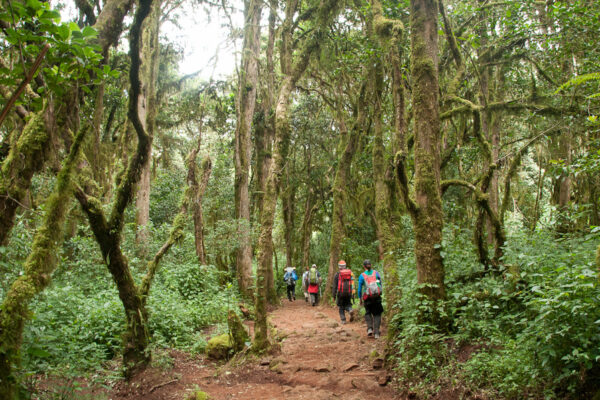 5 Days Trekking Marangu Route