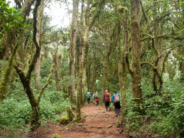 5 Days Trekking Marangu Route