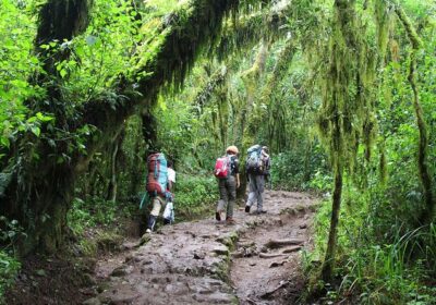 Marangu Rainforest Day Hike