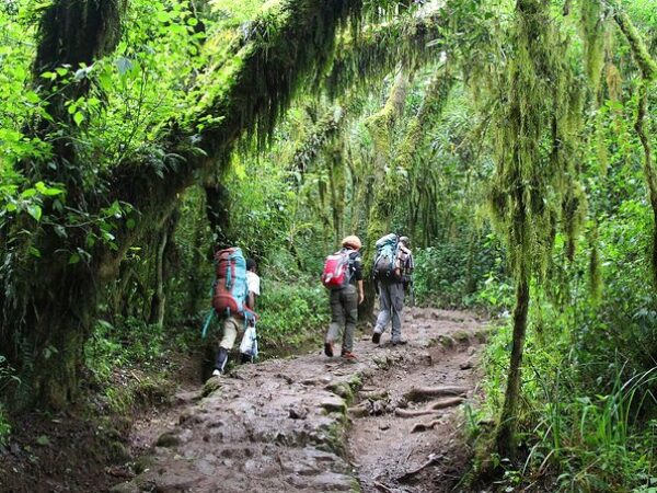 Marangu Rainforest Day Hike