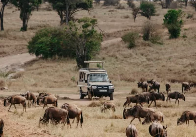 7-Day Migration Crossing Mid-Range Safari