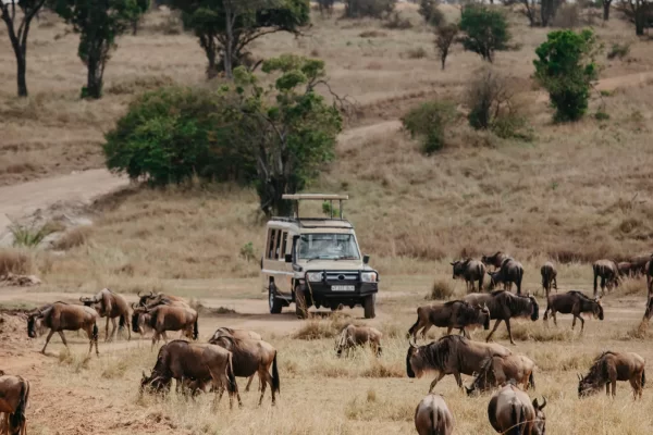 7-Day Migration Crossing Mid-Range Safari