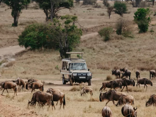 7-Day Migration Crossing Mid-Range Safari