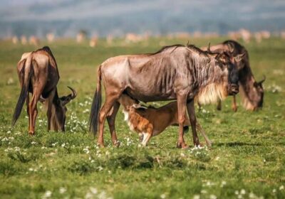 7 Day Wildlife Adventure in Tanzania