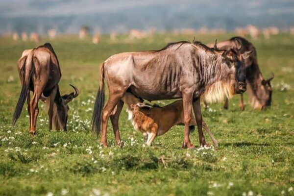 7 Day Wildlife Adventure in Tanzania