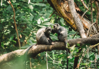 Arusha National Park