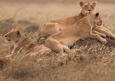 3-Day Midrange Safari to Tarangire & Ngorongoro Crater