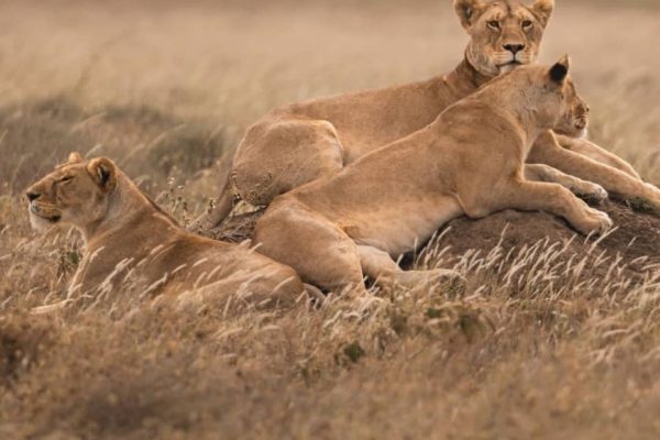 3-Day Midrange Safari to Tarangire & Ngorongoro Crater