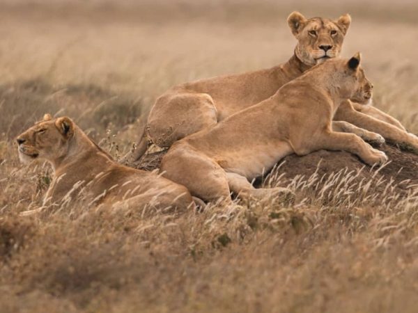 3-Day Midrange Safari to Tarangire & Ngorongoro Crater