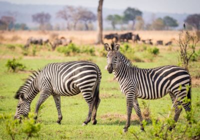 Mikumi National Park