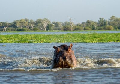 Nyerere National Park