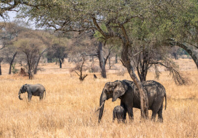 Tarangire National Park