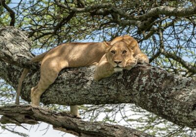 Lake Manyara National Park