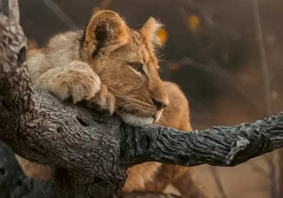 6-Day Private Wildlife & Cultural Safari