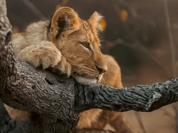 6-Day Private Wildlife & Cultural Safari