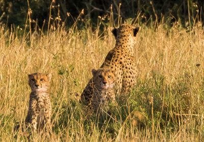 4-Day Serengeti & Ngorongoro Private Camping Safari