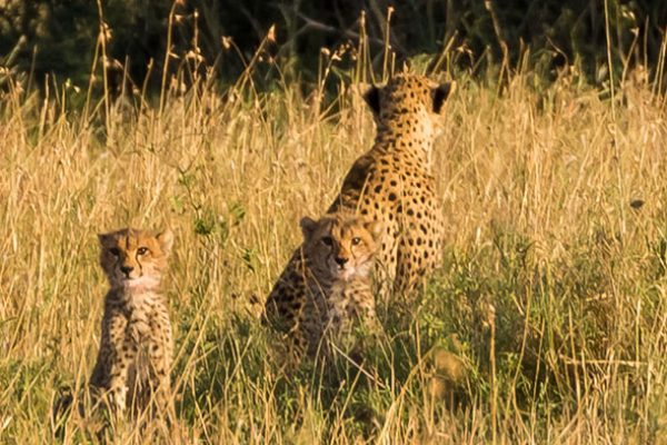 4-Day Serengeti & Ngorongoro Private Camping Safari