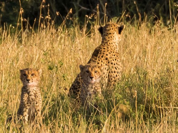 4-Day Serengeti & Ngorongoro Private Camping Safari