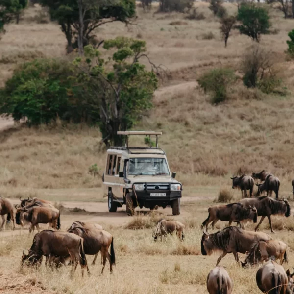 Best-Tanzania-Safari