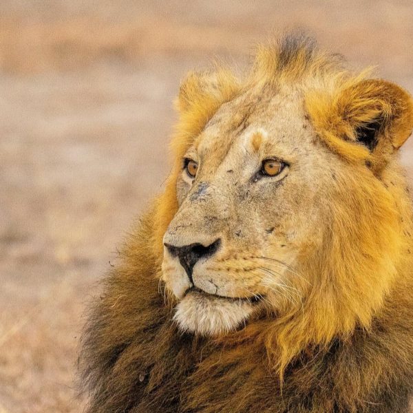 Safari Tours