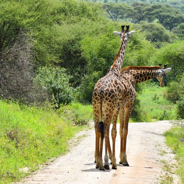 Tanzania Safaris